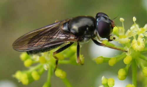 Cheilosia soror