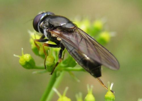 Cheilosia soror