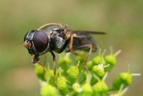 Cheilosia soror