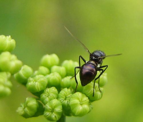 Sepsis sp.