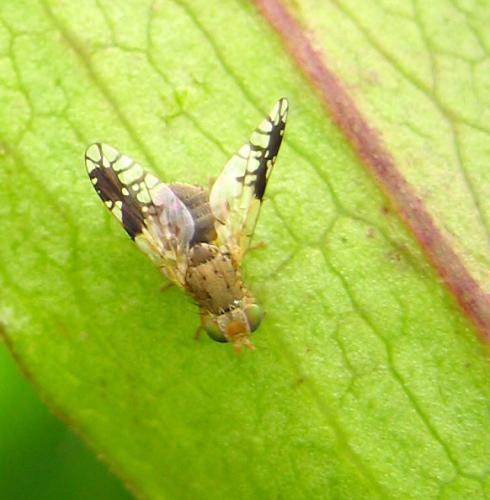Réf. 11 280 : Tephritis sp.