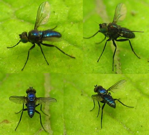 Diaphorinae