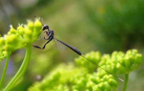 Gasteruption sp.
