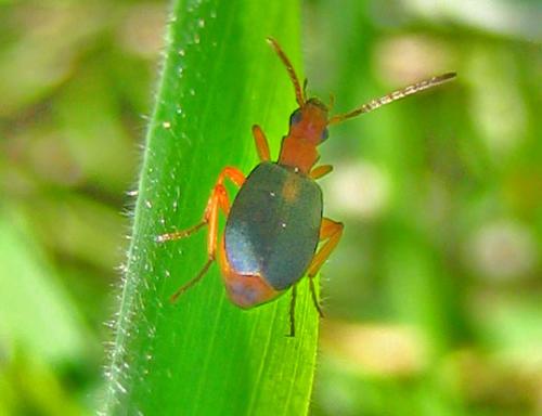 Réf. 11 086 : Brachinus sclopeta