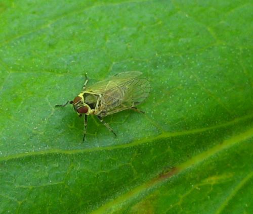 Hyalesthes obsoletus