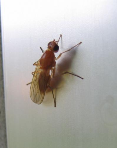 Psila sp.