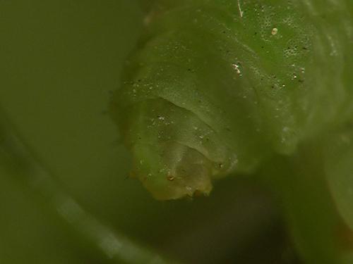 Réf. 11 191 : Scaeva pyrastri