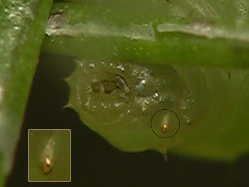 Scaeva pyrastri