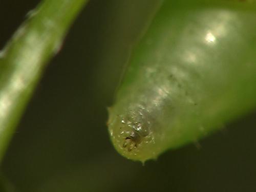 Scaeva pyrastri