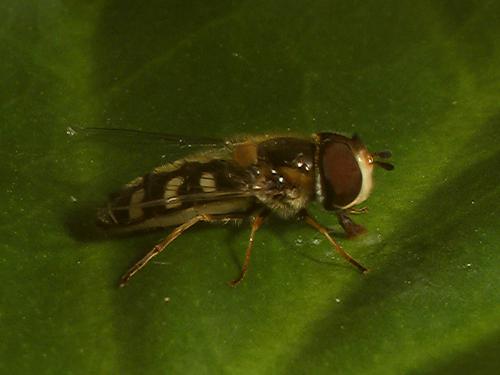 Scaeva pyrastri