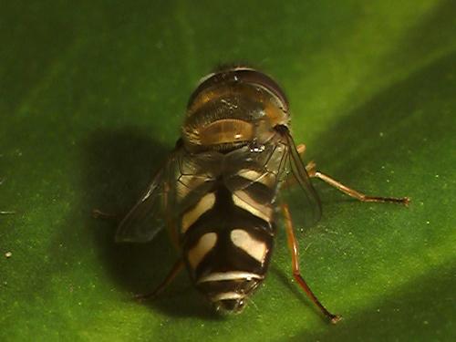 Scaeva pyrastri