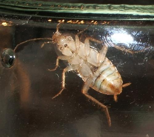Ectobius sp.
