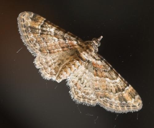 Réf. 11 739 : Gymnoscelis rufifasciata