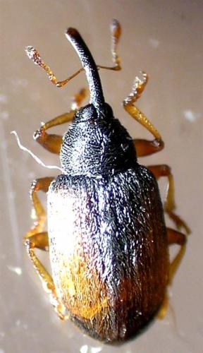 Acalyptus sp.