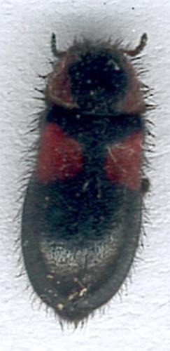 Divales bipustulatus