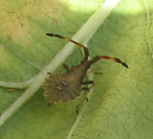 Réf. 11 831 : Enoplops scapha