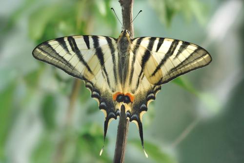 Réf. 11 083 : Iphiclides podalirius