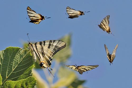 Réf. 11 492 : Iphiclides podalirius