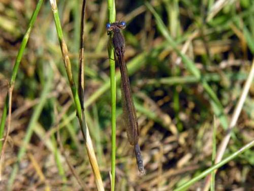 Sympecma fusca