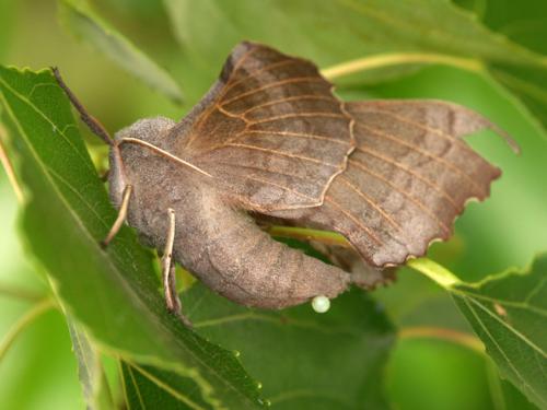 Laothoe populi