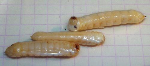 Tremex fuscicornis