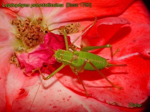 Leptophyes punctatissima