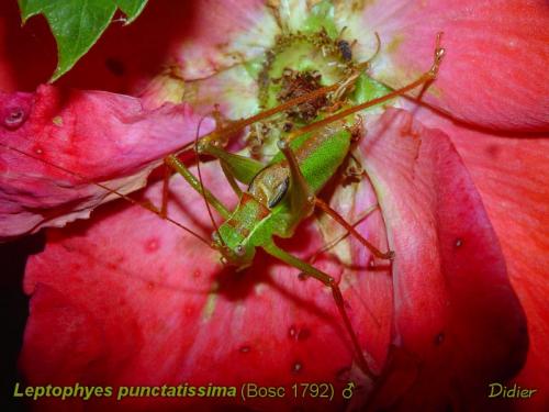 Leptophyes punctatissima