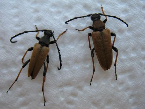 Stictoleptura rubra