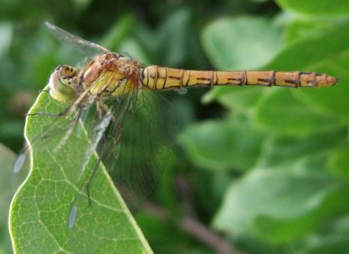 Sympetrum striolatum