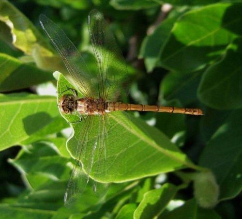 Sympetrum striolatum