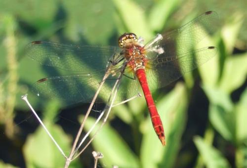 Sympetrum sanguineum