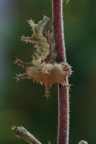 Limenitis reducta