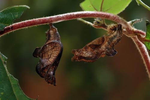 Limenitis reducta