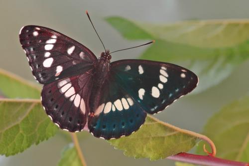 Réf. 11 208 : Limenitis reducta
