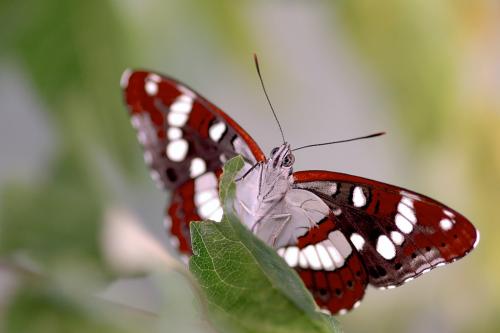Limenitis reducta