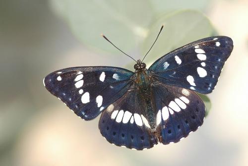 Réf. 11 268 : Limenitis reducta