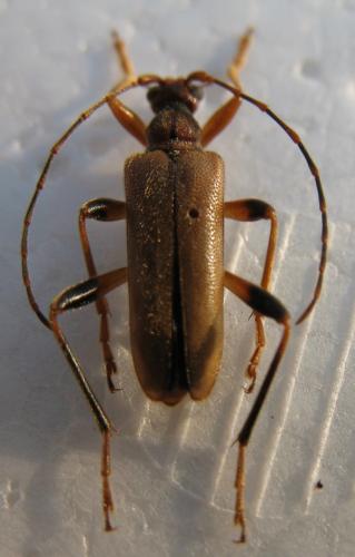 Pidonia lurida