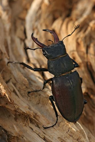 Réf. 11 239 : Lucanus cervus