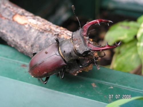 Lucanus cervus