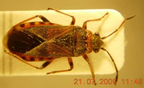 Réf. 11 617 : Arocatus melanocephalus