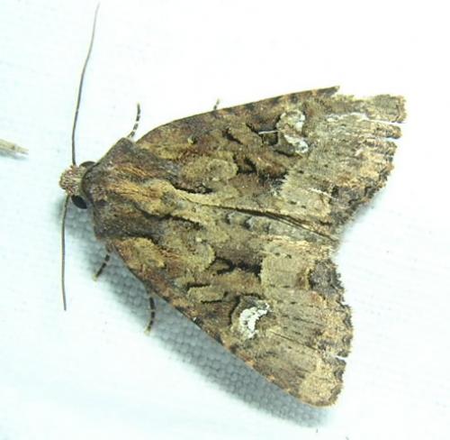 Réf. 11 860 : Mesapamea sp.