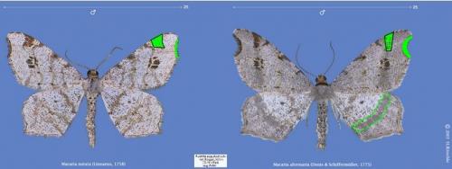 Réf. 11 751 : Macaria sp.