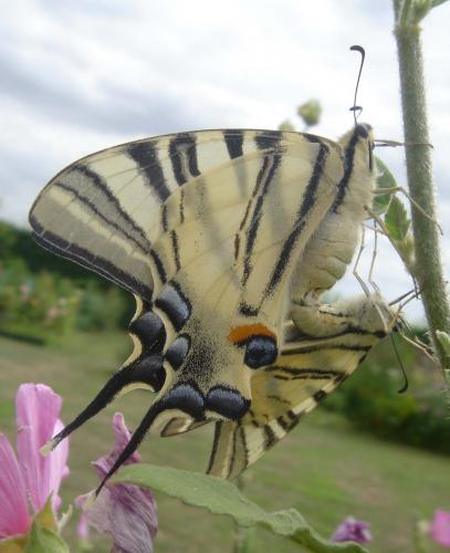 Réf. 11 209 : Iphiclides podalirius