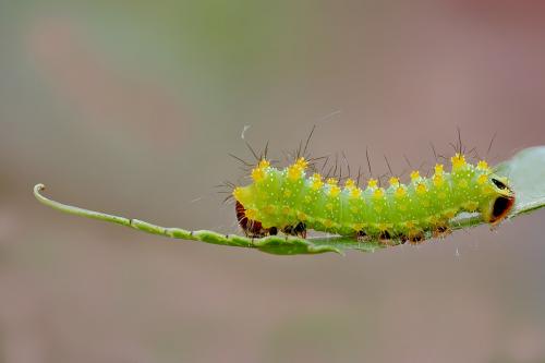 Actias maenas