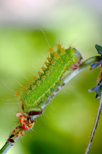 Actias maenas