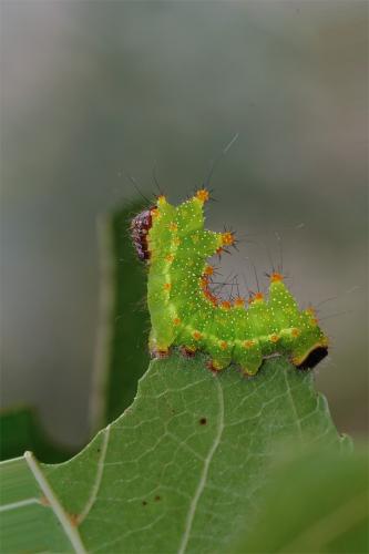 Actias maenas