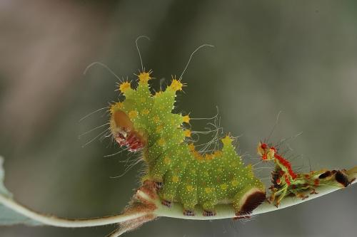Actias maenas