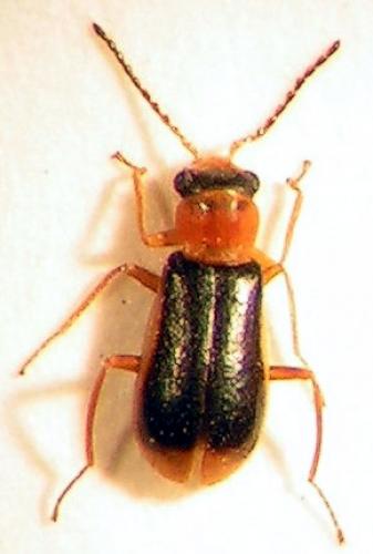 Attalus analis