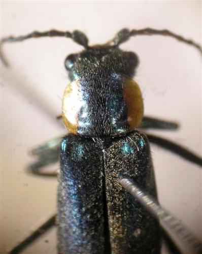 Réf. 11 810 : Clanoptilus marginellus
