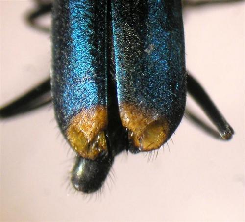 Réf. 11 811 : Clanoptilus marginellus
